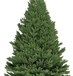 Fraser Christmas Tree