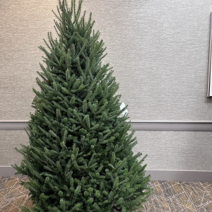 Balsam Christmas Tree 2023