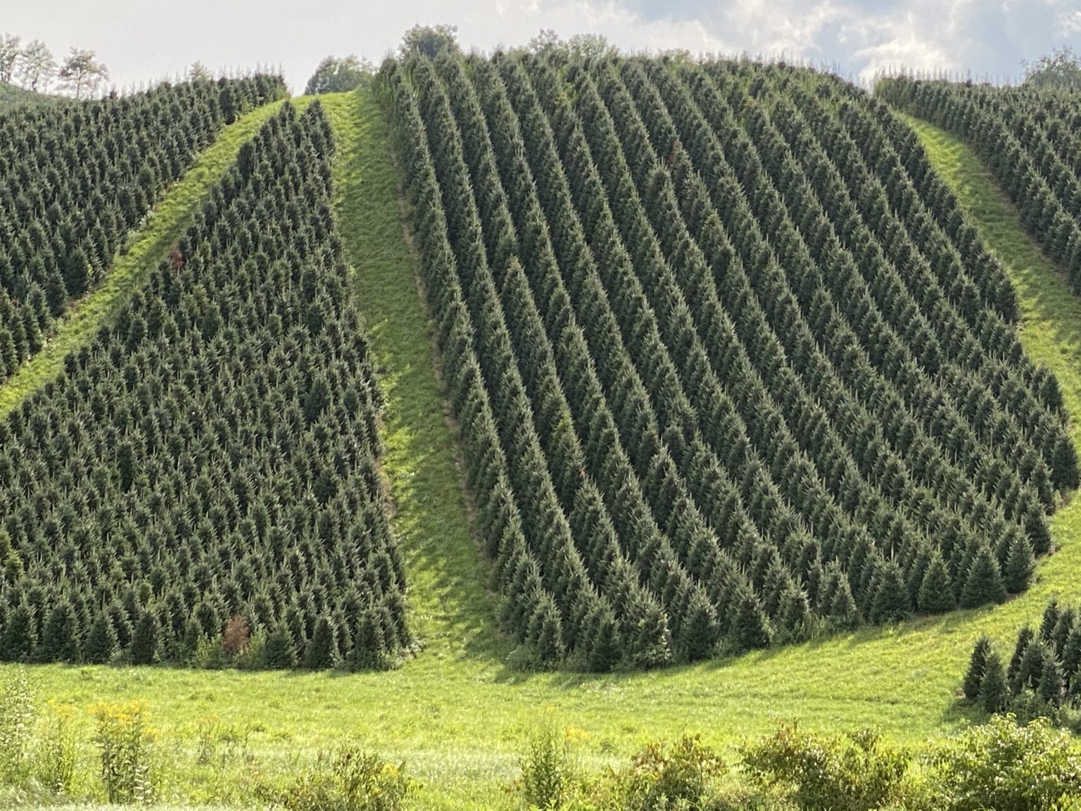 Greg's Traditional Balsam Greg's Tree