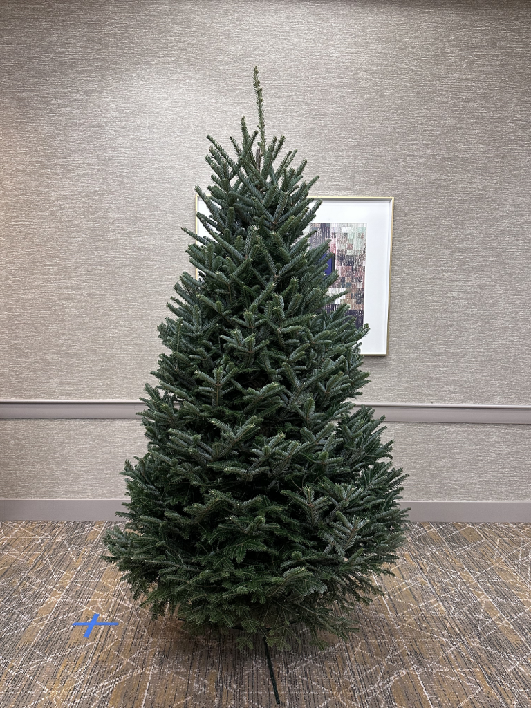 Premium Fraser - Greg's Tree